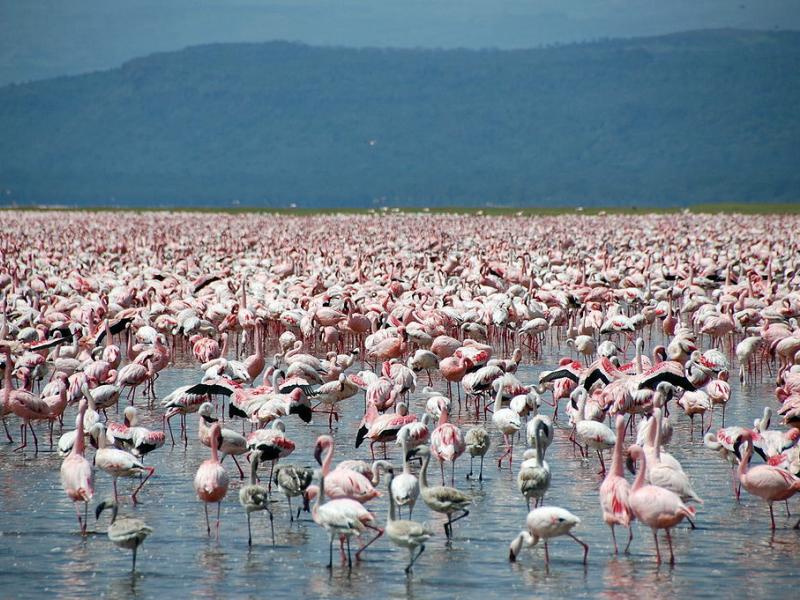 flaming_flamingos_at_lake_nakuru__large.jpg