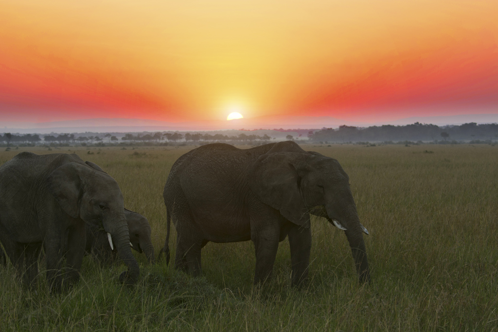 the-best-masai-mara-sunrise.jpg